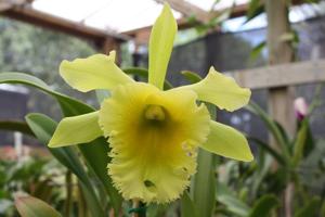 Rhyncholaeliocattleya Ports of Paradise