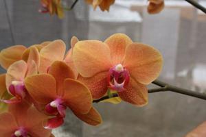 Phalaenopsis Surf Song