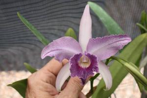 Cattleya Canhamiana