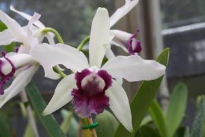 Cattleya Schilleriana gx