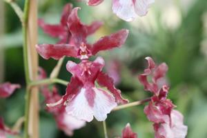 Oncidium Heaven Scent