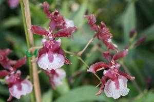 Oncidium Heaven Scent