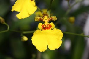 Oncidesa Sweet Sugar