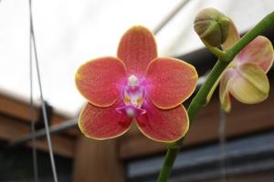 Phalaenopsis Citrus Candy