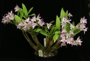 Dendrobium Top Class