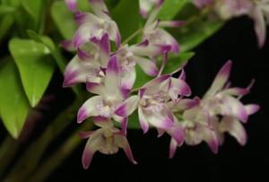 Dendrobium Top Class