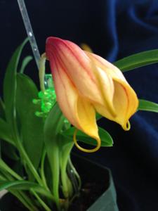 Masdevallia davisii-notosibirica