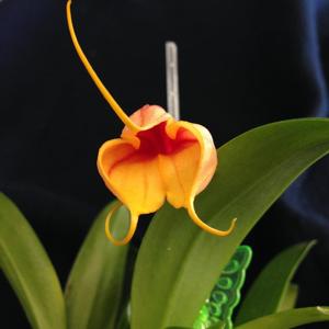 Masdevallia davisii-notosibirica