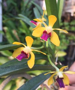 Vanda Motes Ruby Pixie