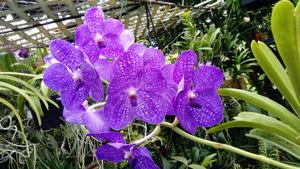 Vanda Golamco's Blue Magic