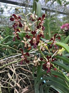 Vanda Motes Mahogany