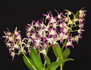 Dendrobium Graceful