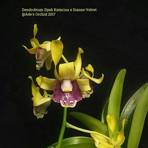 Dendrobium Dyah Katarina-Sianne Velvet