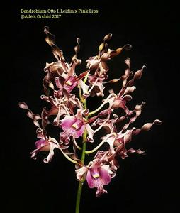 Dendrobium Oryen