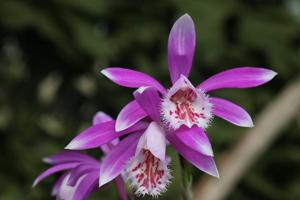 Pleione Alishan