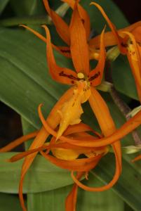 Brassia Orange Delight