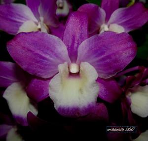 Dendrobium Dream