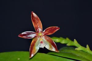 Phalaenopsis Meen Estrella