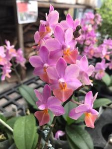 Phalaenopsis Liu's Triprince