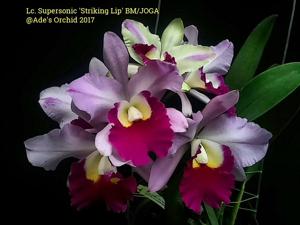 Cattleya Supersonic