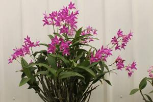 Dendrobium Samford Rose