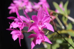 Dendrobium Samford Rose