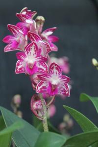 Dendrobium Newbold Ty Flare