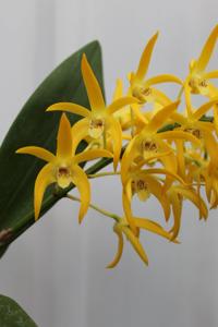 Dendrobium Australian Goldrush