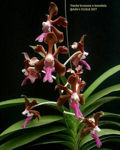 Vanda Kultana Oriental Aroma