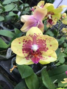 Phalaenopsis Meidarland Goldsmith