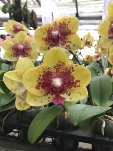 Phalaenopsis Meidarland Goldsmith