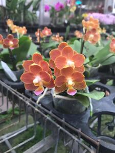 Phalaenopsis Yaphon Perfume