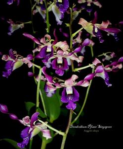 Dendrobium Pfizer Singapore