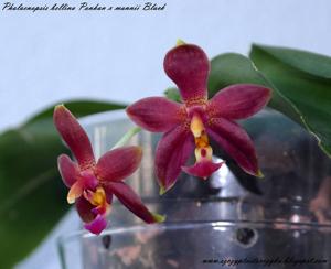 Phalaenopsis bellina-mannii