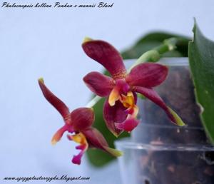 Phalaenopsis Claret Jewel
