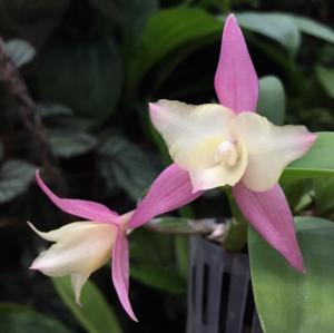 Cattleya Mirabelle Fleur