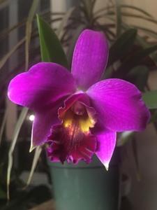 Cattleya Amethyst Star