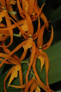 Brassia Orange Delight