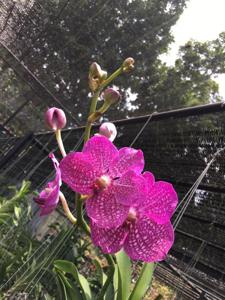 Vanda Rothschildiana