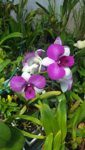 Dendrobium Pink Butterfly