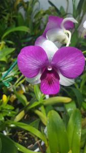 Dendrobium Pink Butterfly