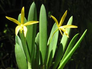 Brassocattleya Citron Star