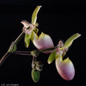 Paphiopedilum Pinocchio