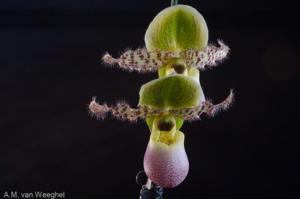 Paphiopedilum Pinocchio