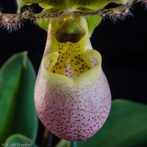 Paphiopedilum Pinocchio