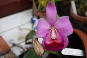 Cattleya Culminant-Aloha Case