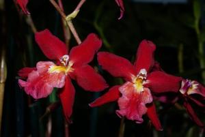 Oncidopsis Stefan Isler