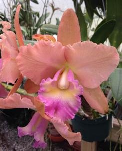 Rhyncholaeliocattleya Memoria Bob Crowder