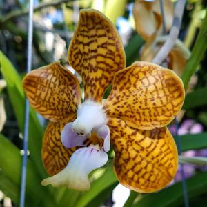 Papilionanda Batram
