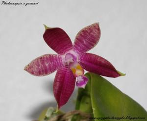 Phalaenopsis gersenii